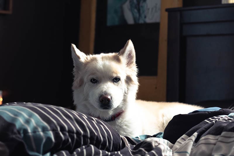 Samusky (Samoyed Husky Mix): Info, Pictures, Care & More