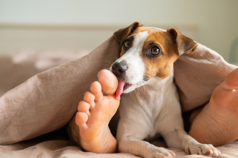 Why Do Dogs Lick Your Feet? Vet-Reviewed Reasons & Solutions