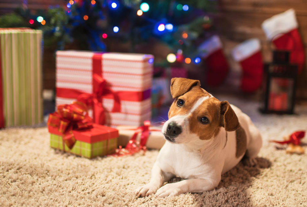 What Should I Get My Dog for Christmas? 26 Pawfect Ideas