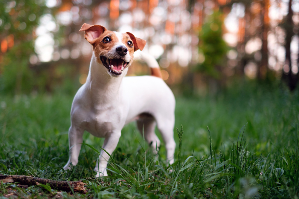How Big Do Jack Russell Terriers Get? Vet-Verified Average Size, Weight & Growth Chart