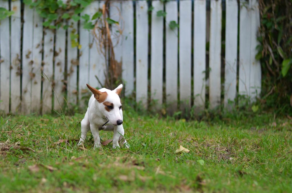 Why You Should Never Ignore Yellow Dog Poop