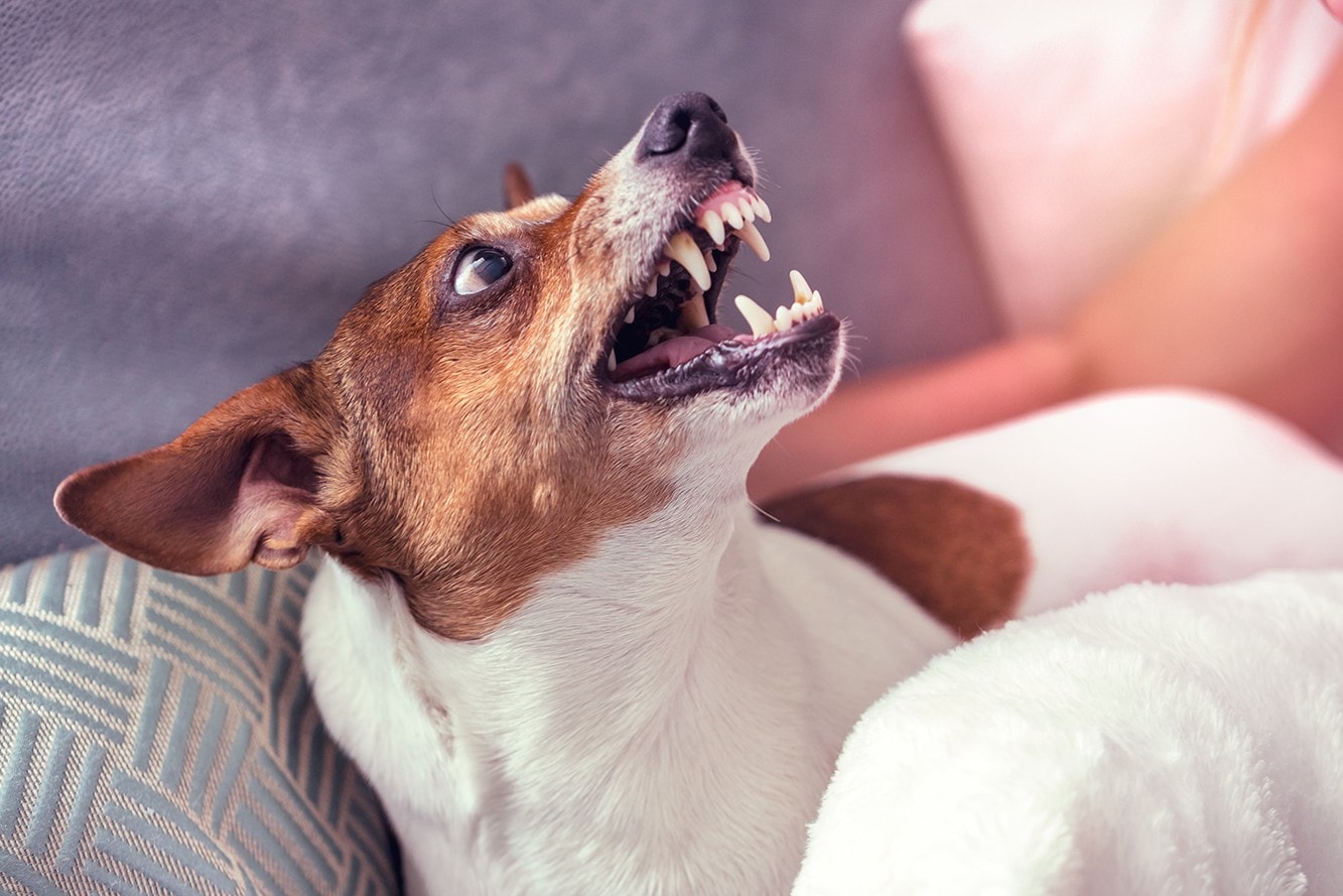 Possessive Aggression in Dogs: How to Prevent & Stop It!