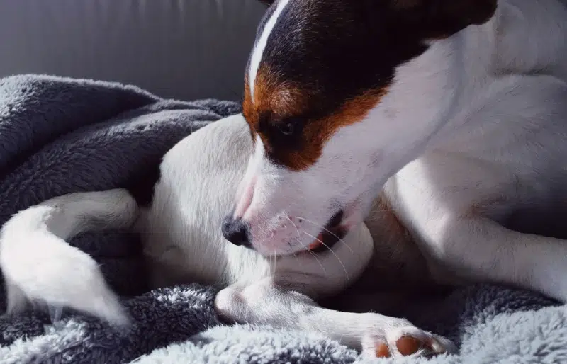 My Dog Licked Triple Antibiotic Ointment! Vet-Approved Advice