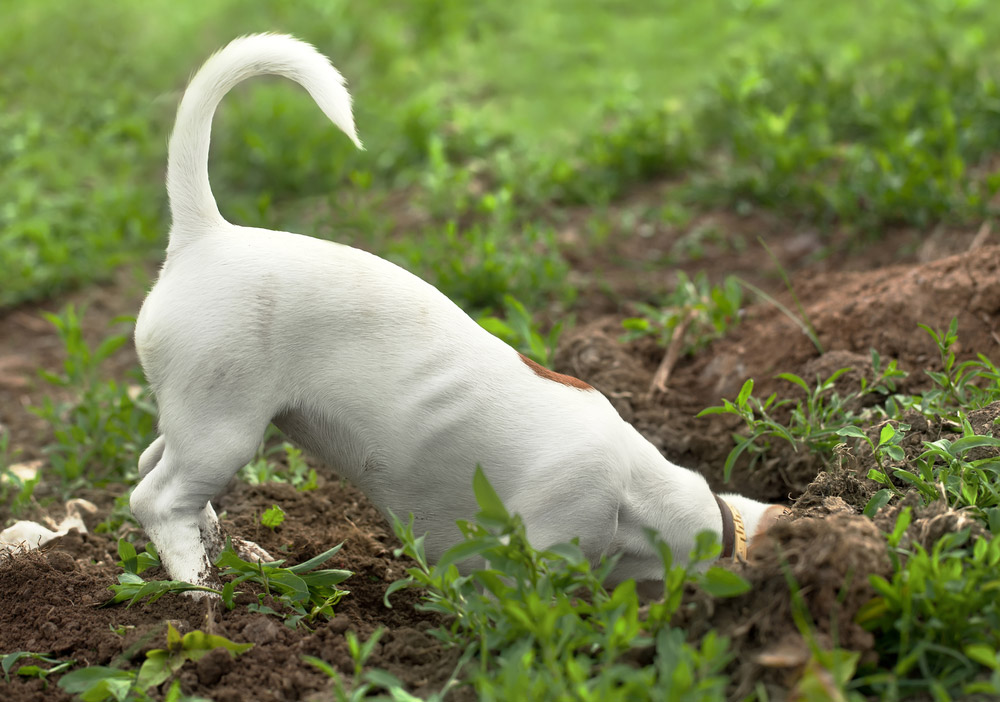 jack russell terrier dog thrusting its head to a hole