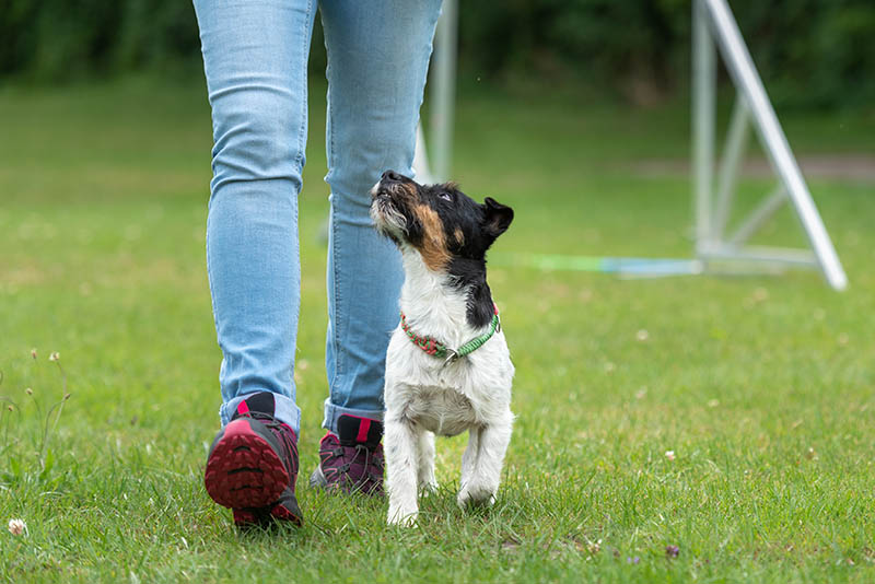 How to Teach a Dog to Heel: 7 Vet-Approved Tips