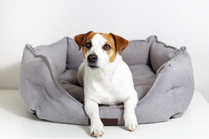 9 Best Dog Beds for Chewers in 2026 - Reviews & Top Picks