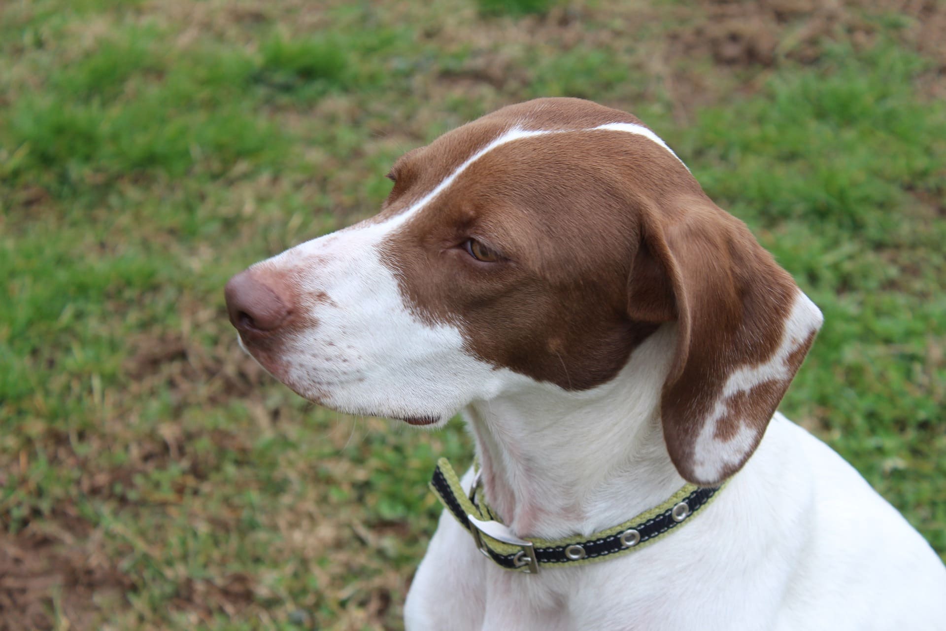 Braque Saint-Germain Dog Breed: Info, Pictures, Care Guide & Traits