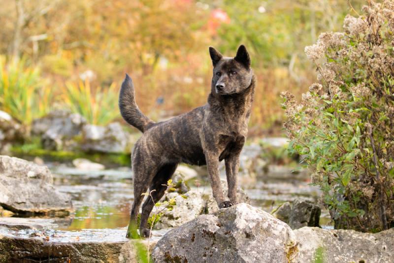 Kai Ken Dog Breed: Info, Pictures, Facts, & Traits