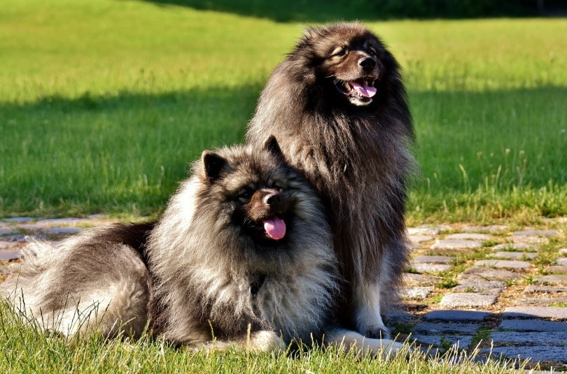 15 Fluffy Dog Breeds: Big & Small Breeds (With Info & Pictures)
