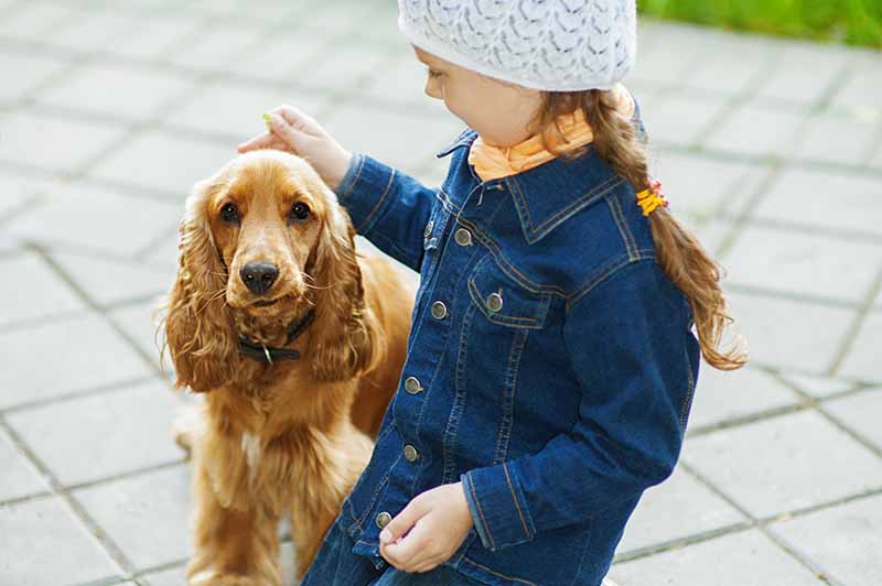 How Good Is a Cocker Spaniel With Kids? Vet-Verified Facts & FAQ