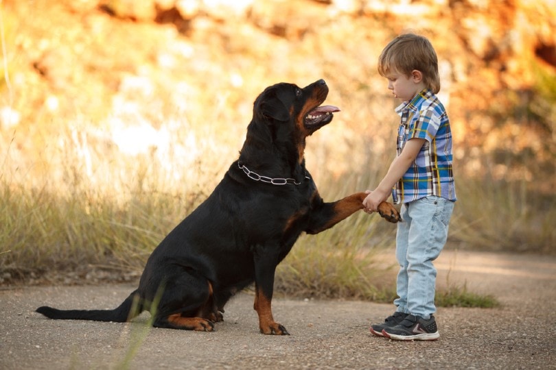 Are Rottweilers Good With Kids? Reasons & Training Tips