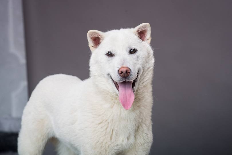 Kishu Ken Dog Breed Guide: Info, Pictures, Traits & Care