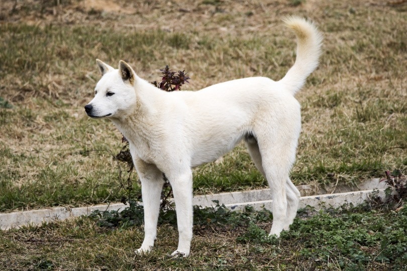 korean jindo_jamongcreator_Shutterstock