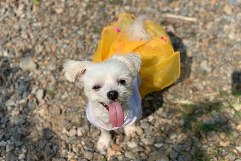 Are Korean Malteses Different Than Regular Ones? Vet-Verified Facts & FAQ