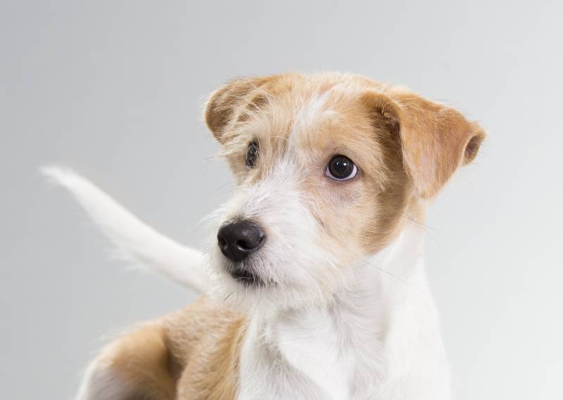 How to Communicate with a Deaf Dog: 6 Vet-Approved Tips