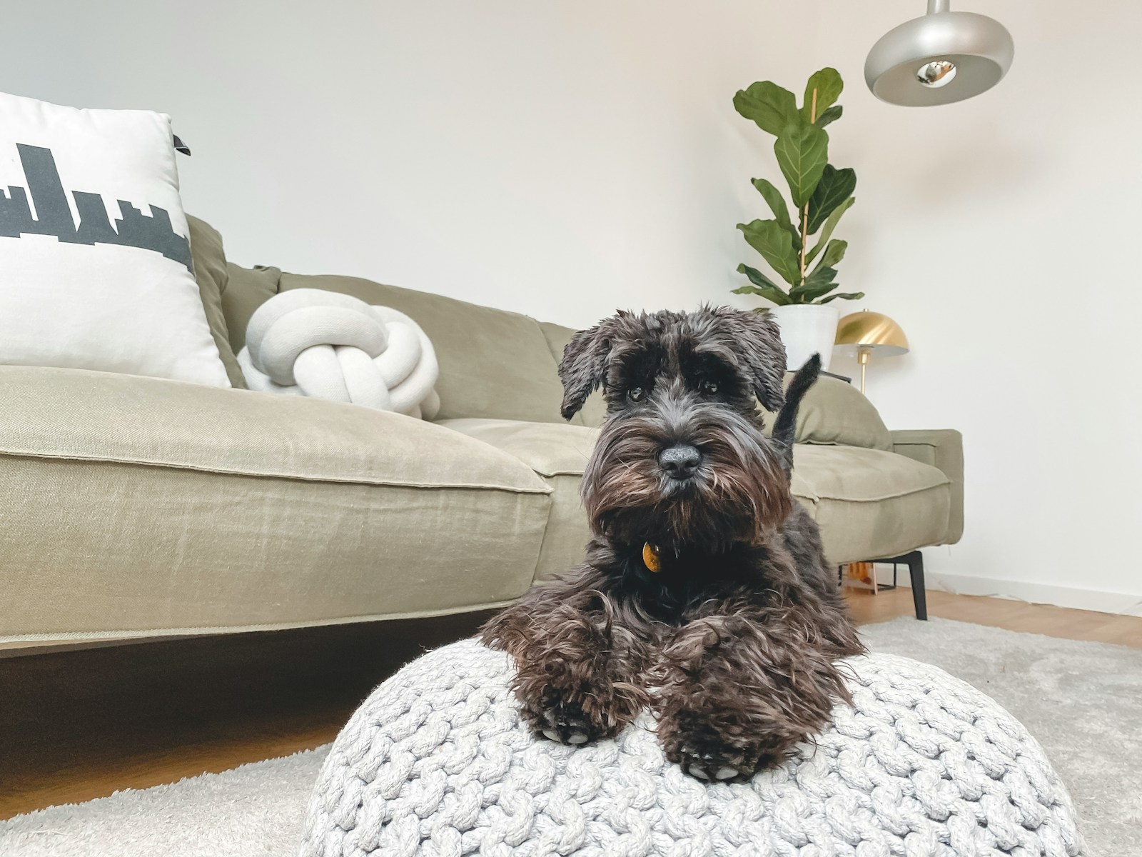 Miniature Schnauzer checkered armchair