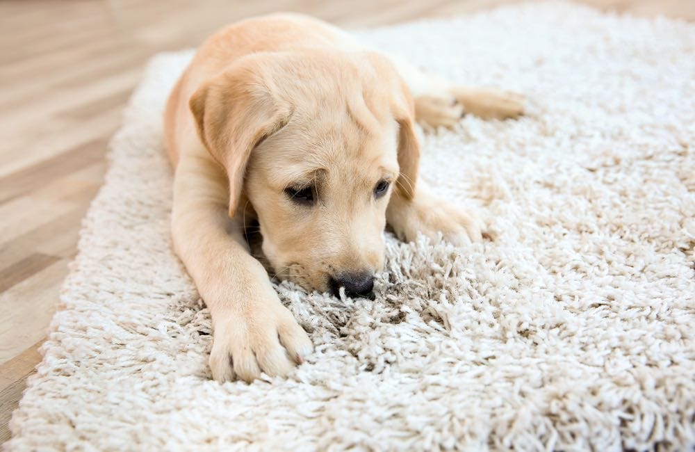 Why Does My Dog Lick the Carpet? 11 Reasons & How to Stop It