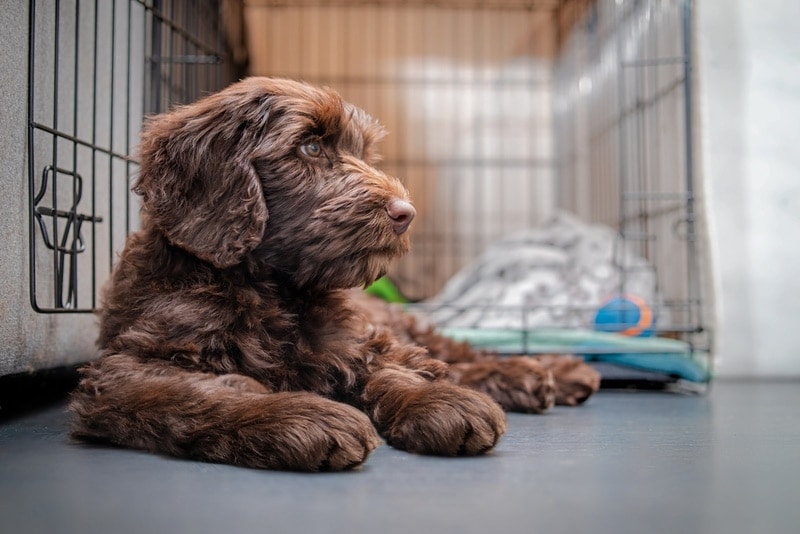 How Long Can My Dog Be in a Crate? Vet-Reviewed Factors & Alternatives