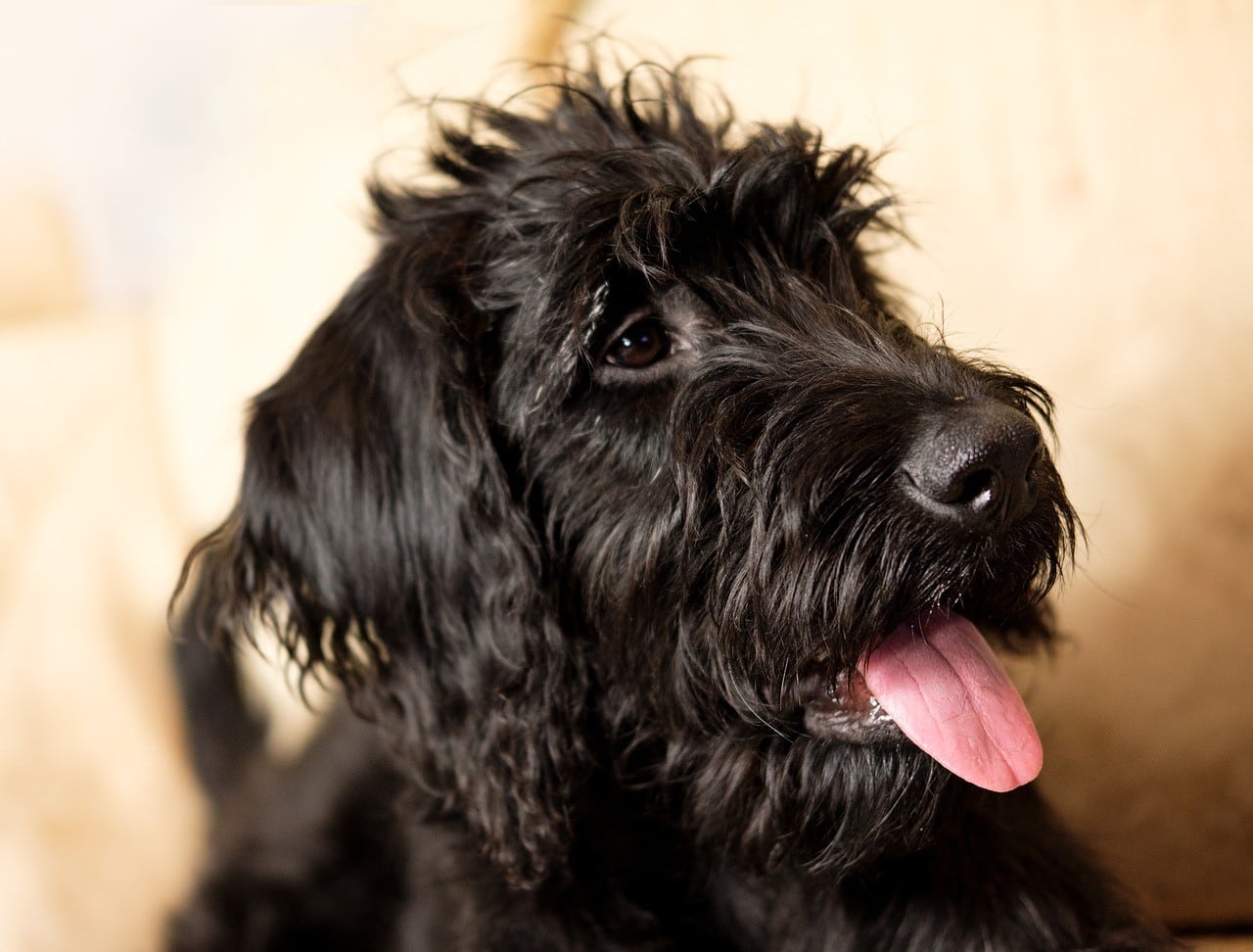 labradoodle panting