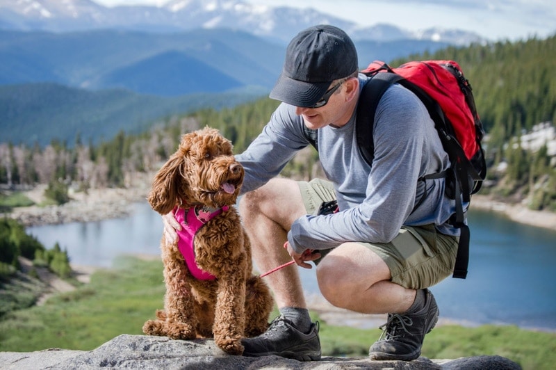Can a Labradoodle Be a Service Dog? Breed Qualities & Facts