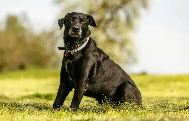 Labrador Corso (Cane Corso & Lab Mix): Info, Pictures, Care & More