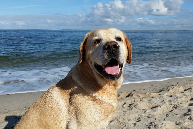 When should you worry about Labrador barking?