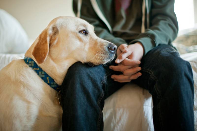 Do Dogs Experience Empathy? Canine Emotions Explained (Vet-Verified)