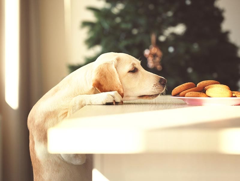 Gluten-Sniffing Dogs For People With Celiac Disease: Pros, Cons & FAQ