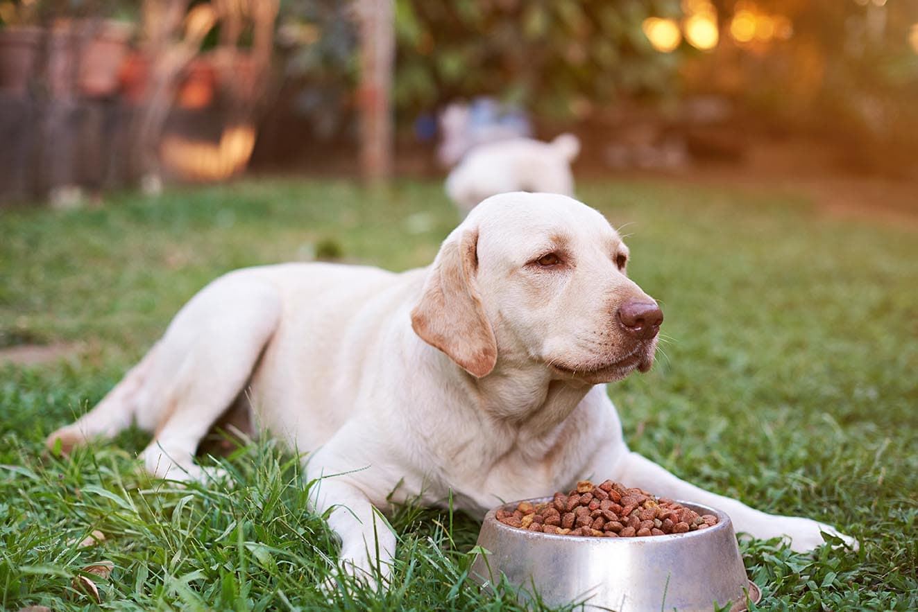 11 Best Large Breed Dog Foods in 2026 - Reviews & Top Picks