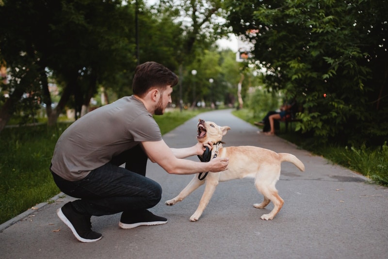 How to Socialize a Puppy: 8 Vet-Approved Training Tips