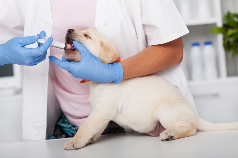 10 Best Dewormers for Puppies in 2026 - Reviews & Top Picks