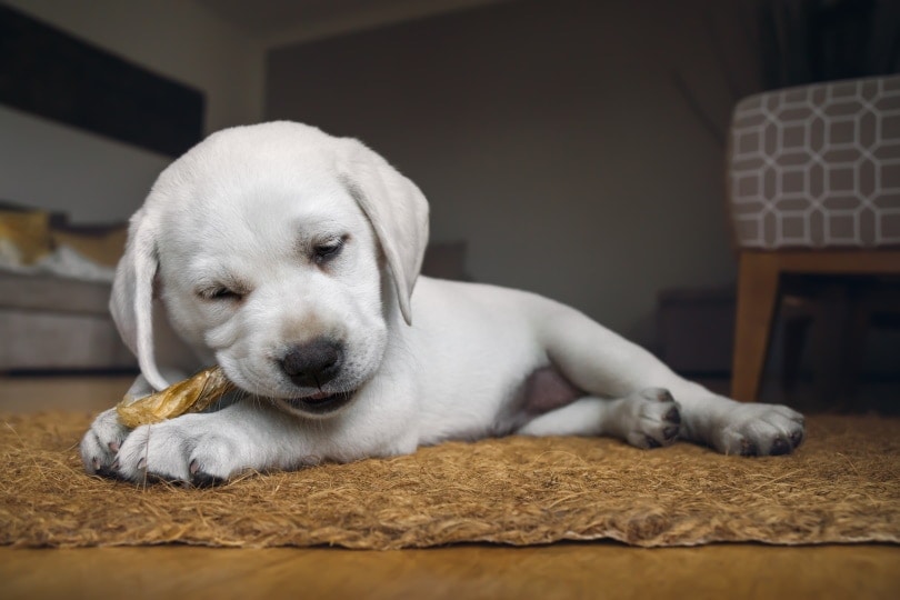 How to Train a Labrador Puppy: 5 Vet-Approved Training Tips