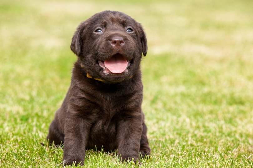 When Do Puppies Start Barking? Vet-Reviewed Facts & Tips