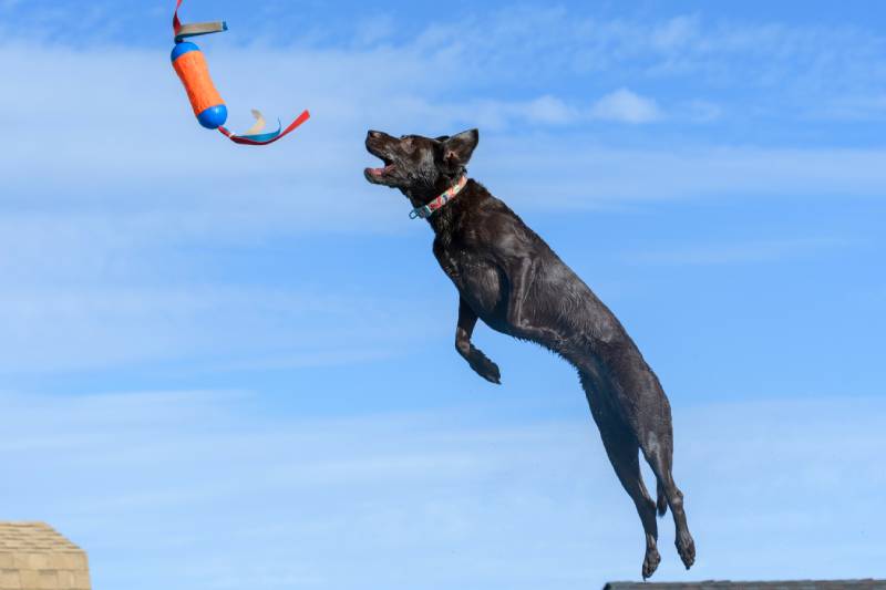 What Is Dock Jumping or Dock Diving for Dogs? (Vet-Verified Goals & FAQs)
