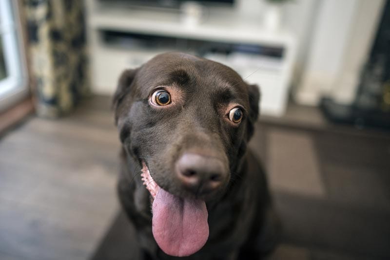 How to Calm a Panting Dog: 8 Vet-Verified Tips
