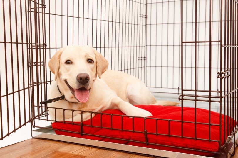 Do Dogs Like Crates? Vet-Approved Facts & FAQ