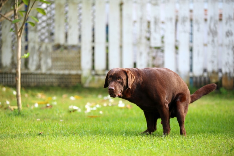 Why Is My Dog's Poop Dry & Powdery? 12 Vet-Reviewed Causes (With Pictures)
