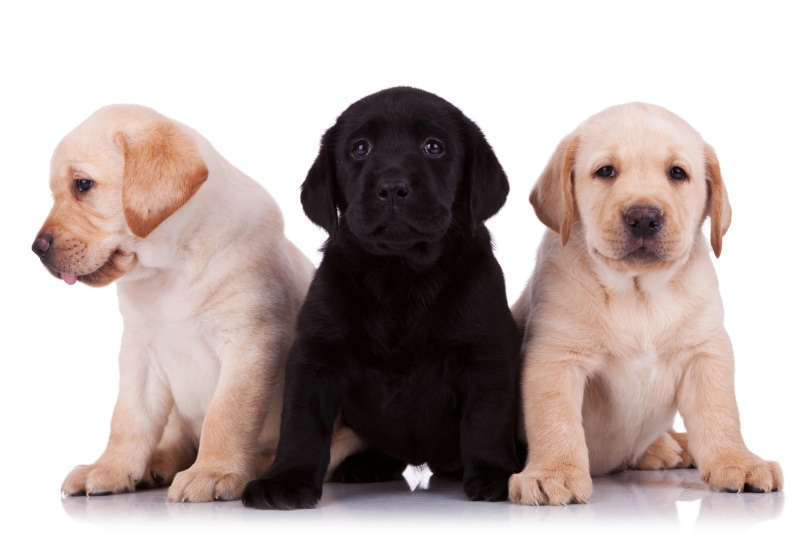 Labrador Retriever Puppies for Sale in Kansas: 2026 Breeders List