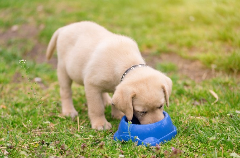 10 Best Puppy Foods for Labs in 2026 - Reviews & Top Picks