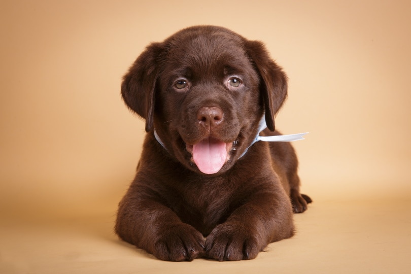 Labrador Retriever Puppies For Sale In Iowa: 2026 Breeders List
