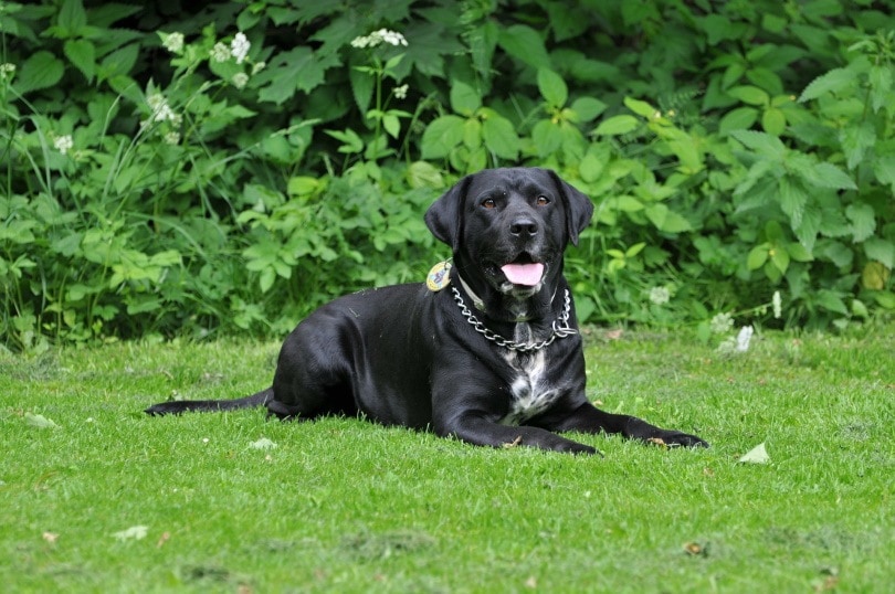 10 Top Sporting Dog Breeds (With Info & Pictures)