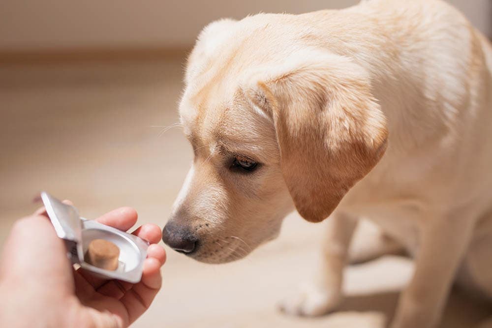 5 Best Flea and Tick Pills for Dogs in 2026 - Reviews & Top Picks