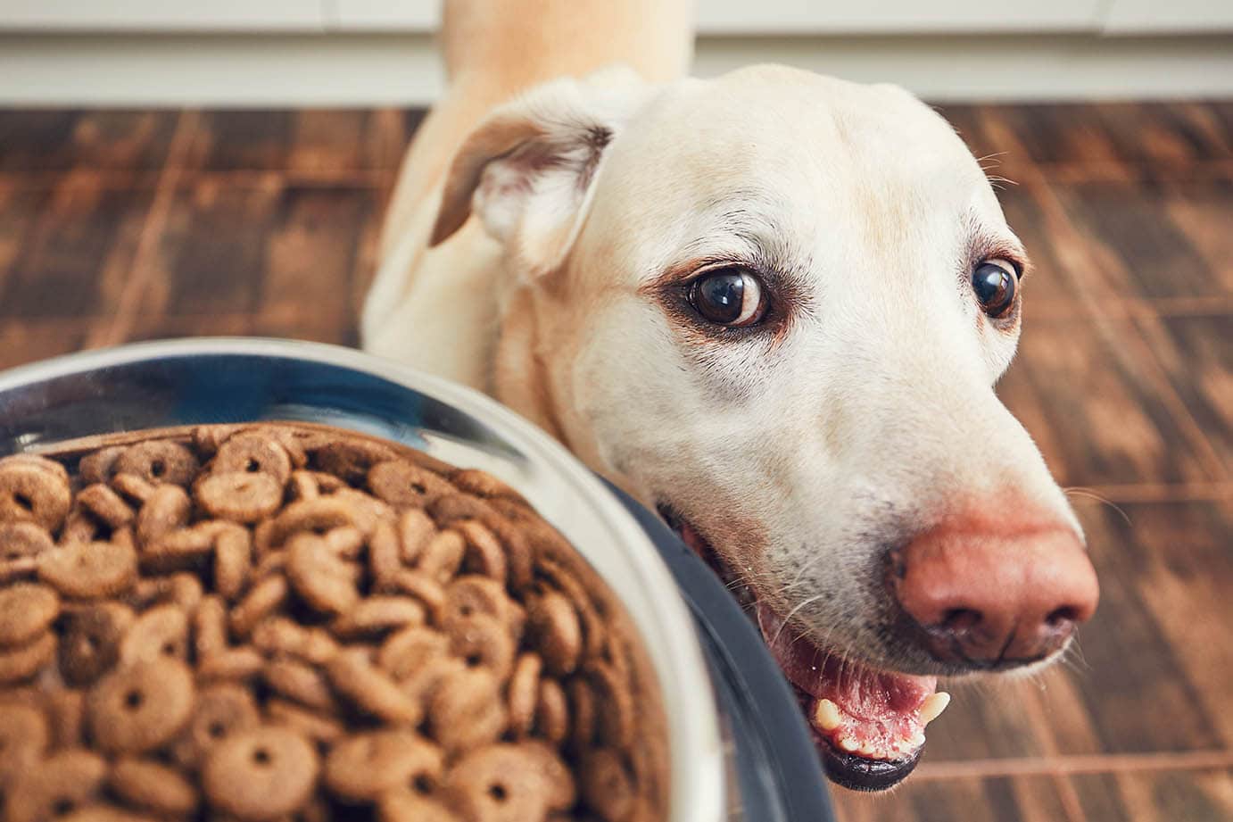 7 Best Budget-Friendly Dog Foods in 2026 - Reviews & Top Picks