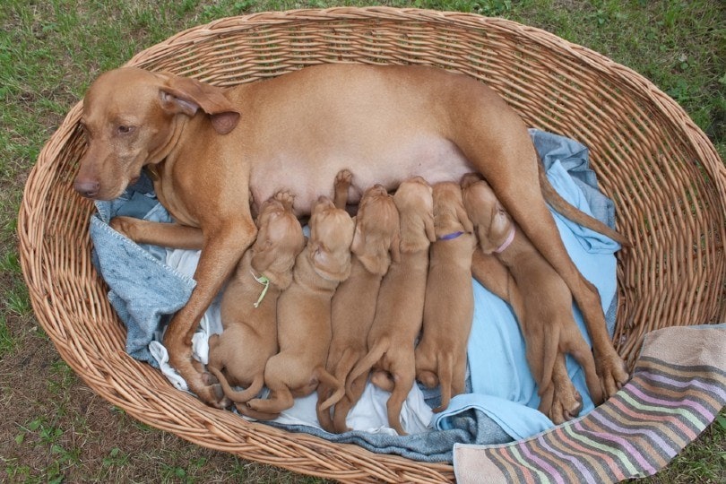 Postpartum Eclampsia in Dogs: Vet-Verified Signs, Diagnosis & Treatment