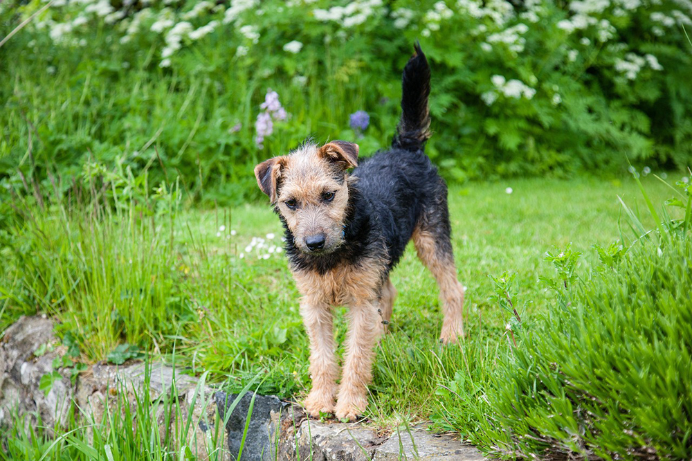 lakeland terrier puppy