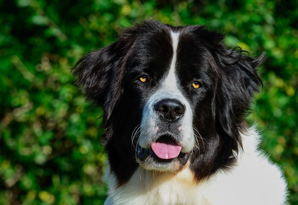 Landseer Dog Breed: Info, Pictures, Care & More