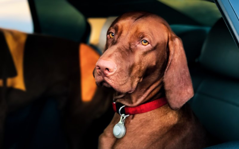 What Is a Taxi for Dogs? Pet Taxi Service 101