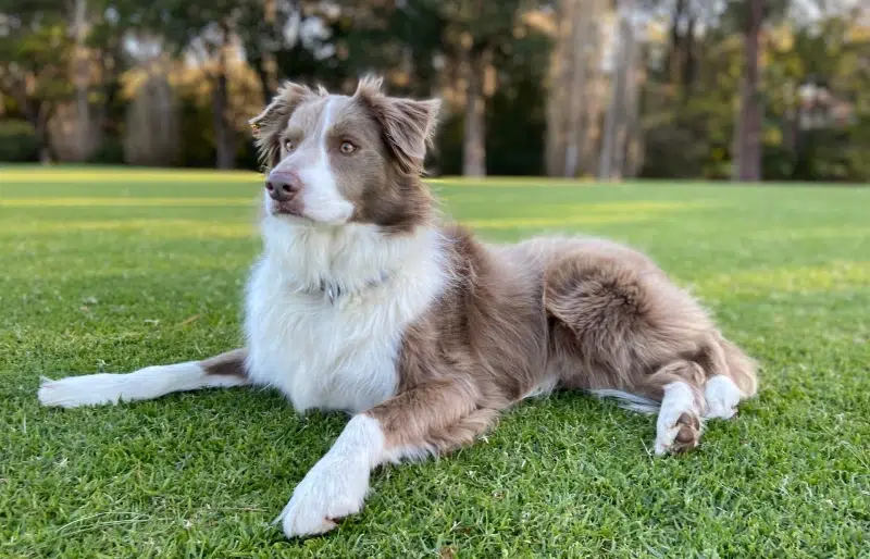Are Border Collies Hypoallergenic? Vet-Verified Breed & Allergy Facts