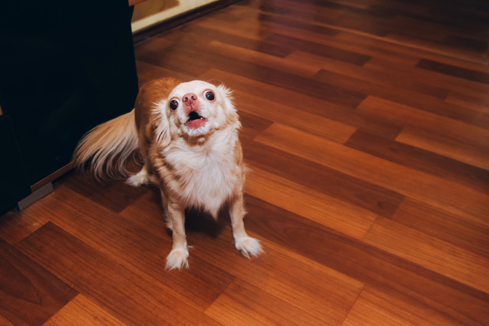 Why Is My Senior Dog Barking at Night? 3 Vet-Verified Reasons