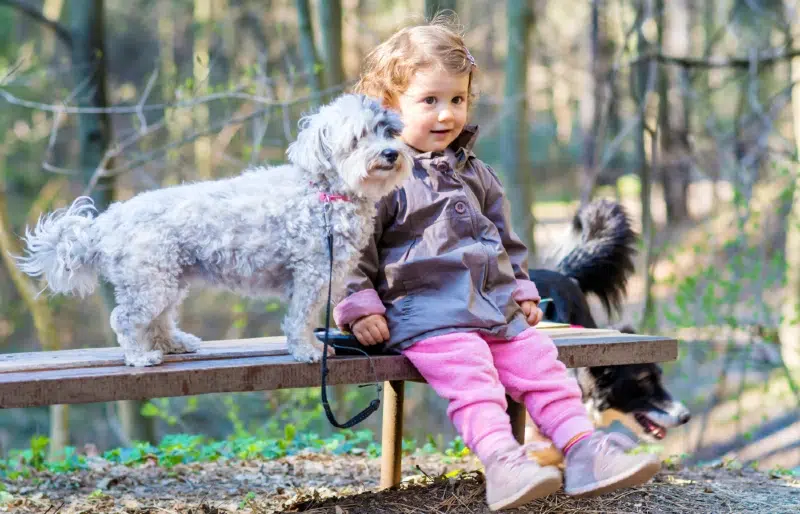 Will a Havanese Be Good With My Kids? Temperament & Behavior